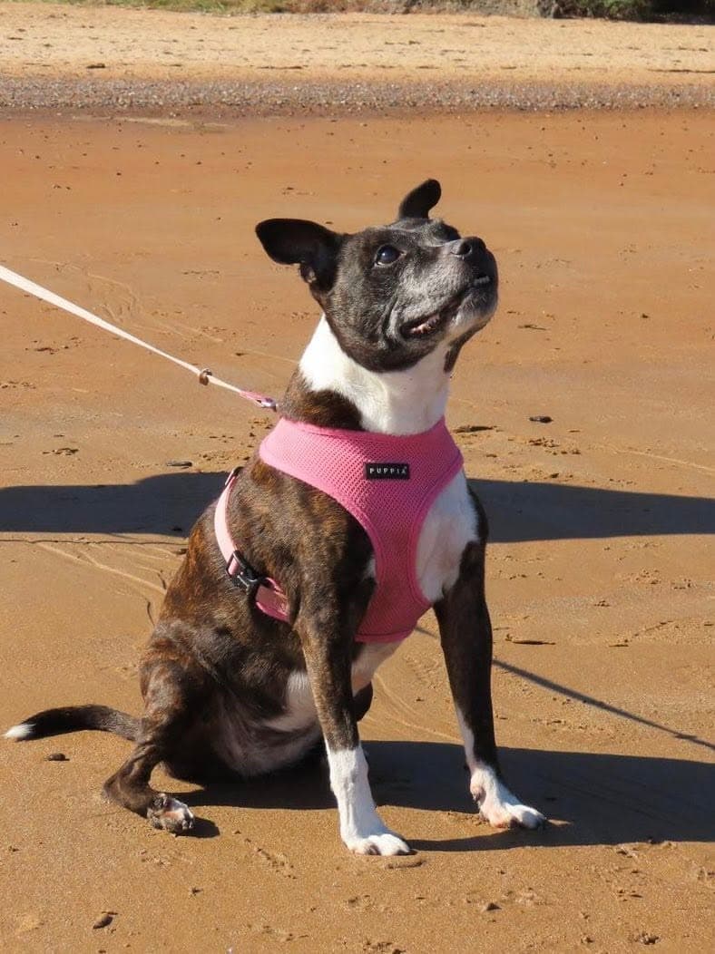 Lola enjoying a Pawkies walk